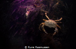 Crab Waiting for a shrimpy meal! slow shutter photo with ... by Rune Rasmussen 